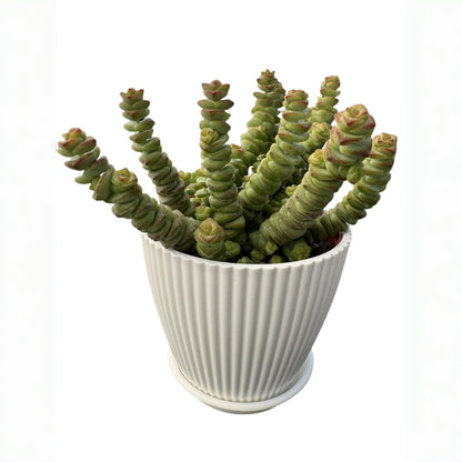 Sprout N Green 4" String of Buttons in White Stripe Pot, Live Crassula 'Baby's Necklace' Trailing Succulent, Rare House Plant for Home Office Wedding Hanging Decoration, DIY Projects, Party Favor