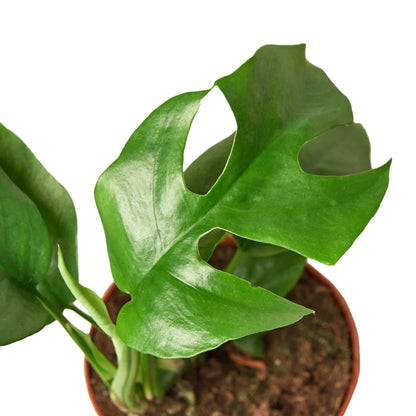 Philodendron Mini Monstera Minima | Live Plant for Indoor & Outdoor | for Living Room, Office, Bathroom | (4" Pot)