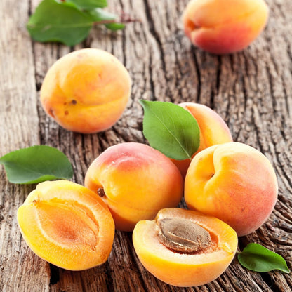 Apricot Tree Plant Live for Planting, Edible Fruit Tree, 2–3 Feet Tall in 3 Gallon Pot, Ready for Outdoor Garden, No Ship to CA
