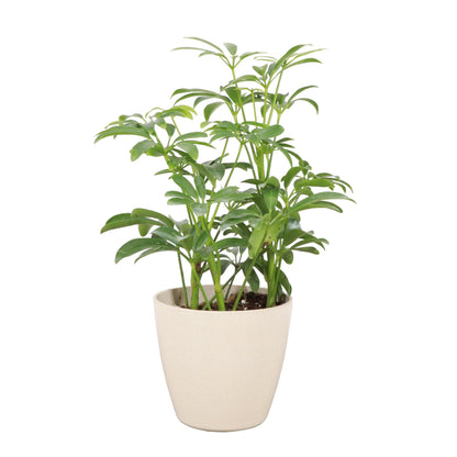 Thorsen's Greenhouse Live Arboricola Umbrella Tree Plant, Schefflera Arboricola, Natural Air Purifier, Easy to Grow, Live Indoor Houseplant, 4-inch Diameter (Natural)