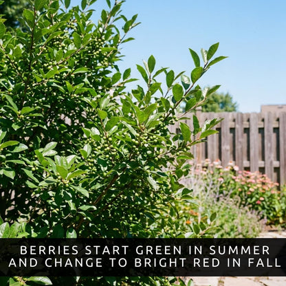 3 Winterberry Holly Plants for Growing (Ilex verticillata) Live Shrubs | Brilliant Red Winter Berries | Native Deciduous Holly for Landscaping & Wildlife (3 Plants)