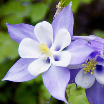 UtopiaSeeds Blue Dream Columbine Seeds - A Favorite Perennial Wildflower and State Flower of Colorado - Approximately 2800 Seeds