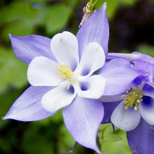 UtopiaSeeds Blue Dream Columbine Seeds - A Favorite Perennial Wildflower and State Flower of Colorado - Approximately 2800 Seeds