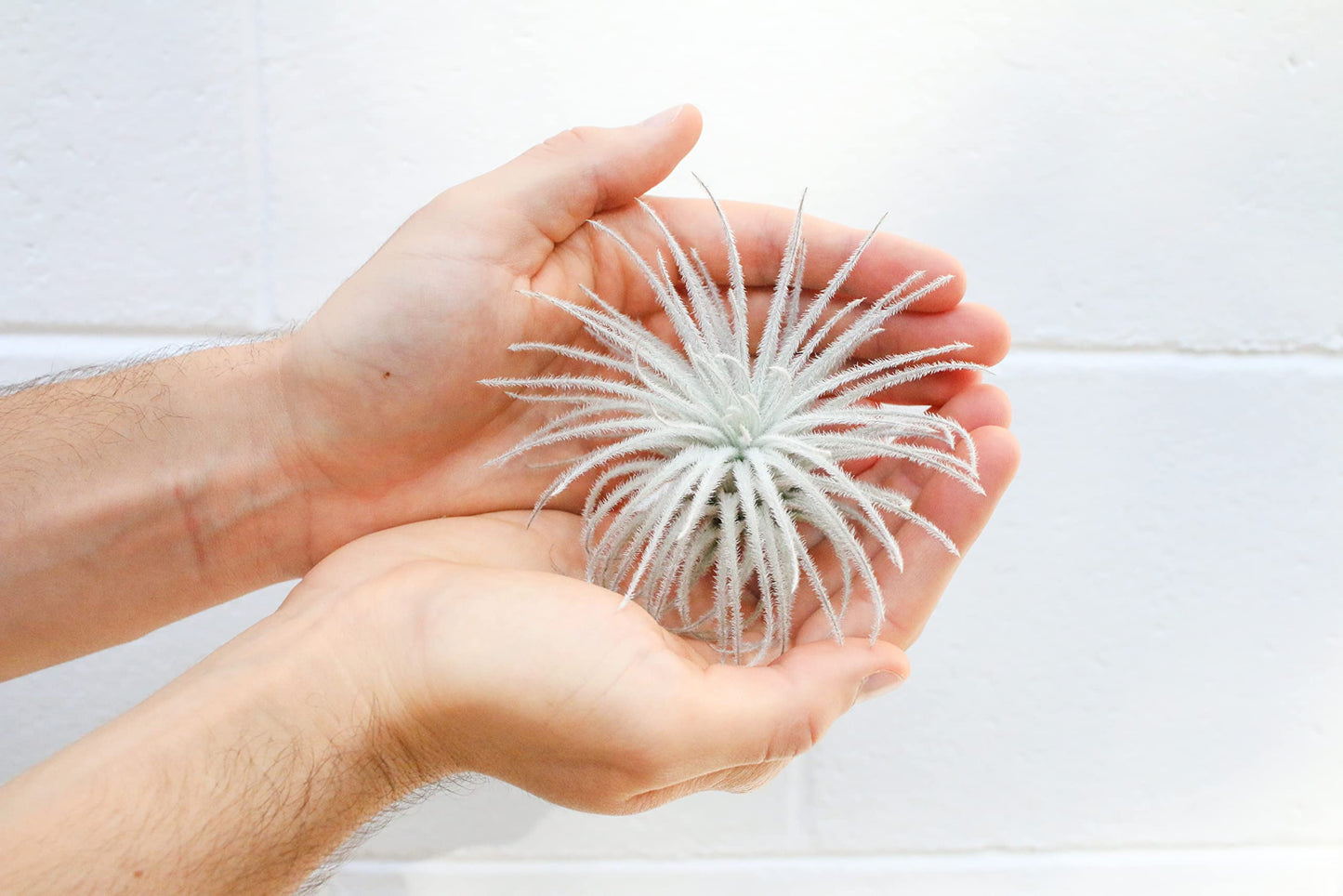 Small Tectorum Ecuador Air Plant - Live Tillandsia Succulent House Plants - Available in Wholesale and Bulk - Home and Garden Decor - Easy Care Indoor and Outdoor Plants (Small-1 PC)