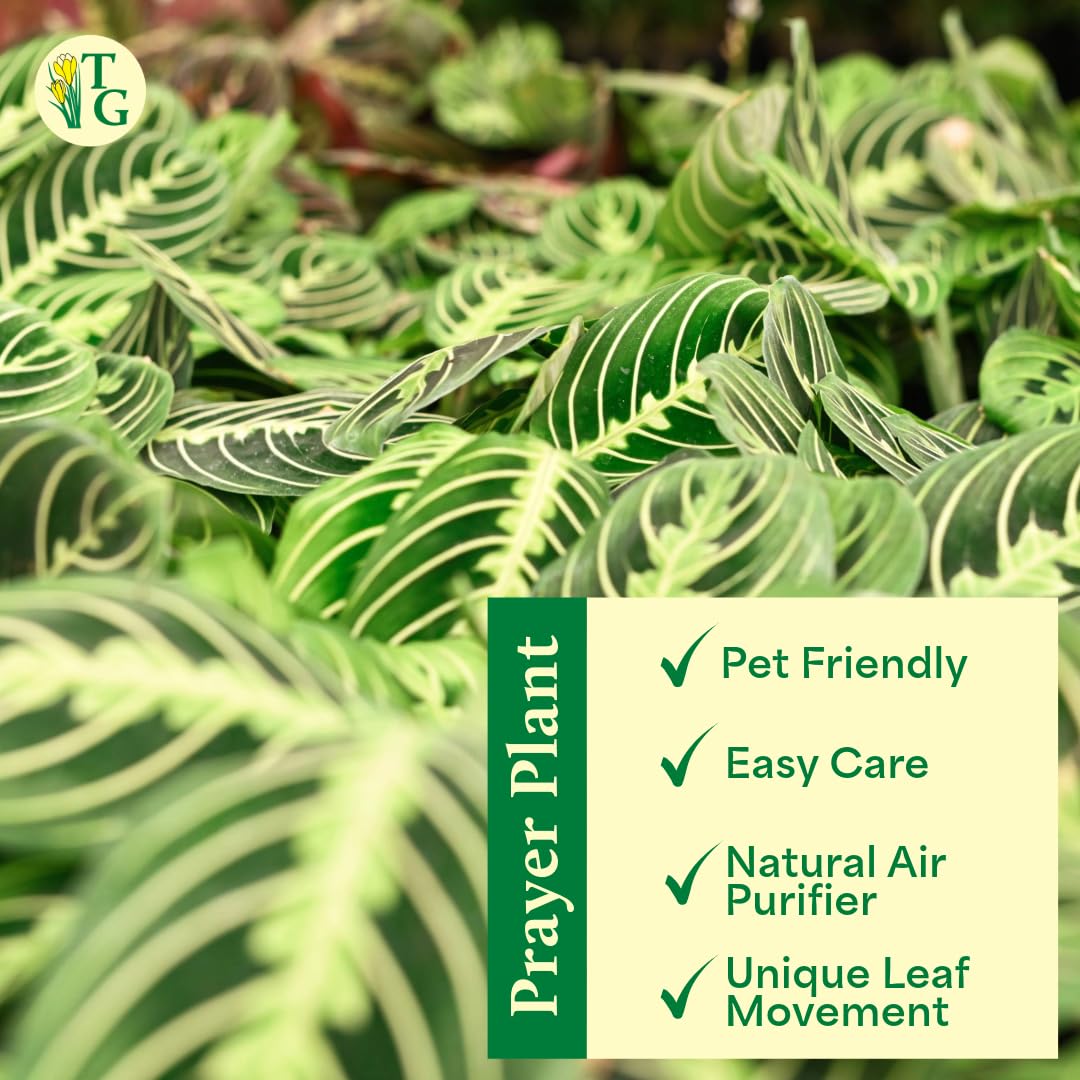 Thorsen's Greenhouse Lemon Lime Prayer Plant, Live Indoor Plant, Pet Friendly, Attractive Houseplant, Lemon Maranta, Easy to Grow, 4" Diameter Pot (Brushed Silver)