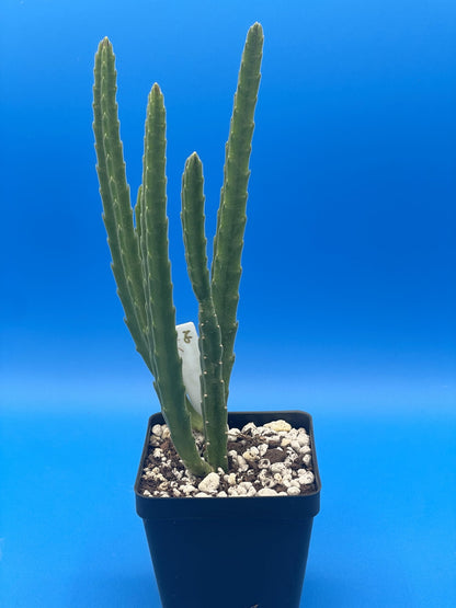 Stapelia Leendertziae 3.5 Inch Potted Plant Well Rooted Starfish Cactus - No Shipping to California Or Arizona!