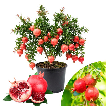 Pomegranate Tree Live Plant, Red Pomegranate Plant in 3 Gal Pot, Sweet Pomegranates, Full Rooted, Large Tree from 2-3 Feet Tall, No Ship to CA