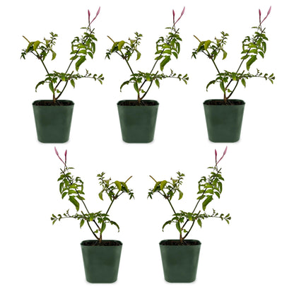 Generic Mini Pink Jasmine Vine, Fragrant and Live Houseplant, 2 Inch Pot, Jasminum Polyanthum (5)