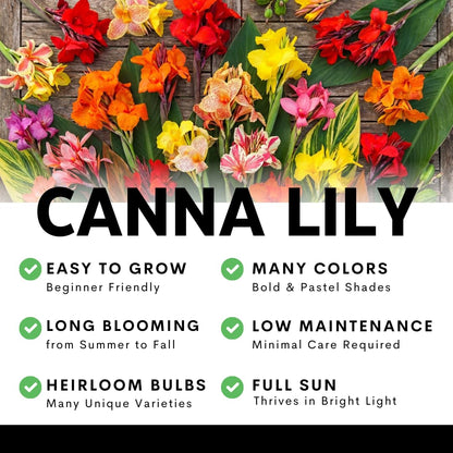 Pink City of Portland Canna Lily Bulbs for Planting – Vibrant Summer Blooming Tropical Flowers – Premium Canna Rhizomes – Easy to Grow Garden & Container Plant (3 Bulbs)
