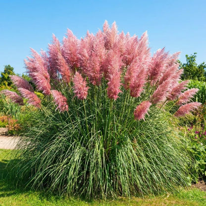 Set 100+ Pink Pampas Grass Seeds for Planting, Pampas Grass, Ornamental Grass for Garden Decor, Landscape