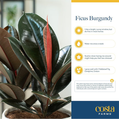Costa Farms Burgundy Rubber Live Plant in Decorative Pot, Air Purifying Large Indoor Houseplant, Perfect for Home, Room, or Office Decor, Great House Warming or Birthday Gift, 2-3 Feet Tall
