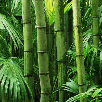500+ Fresh Giant Bamboo Seeds for Planting - Quick Growth and Winter Hardy Privacy Screen, Good for Environment