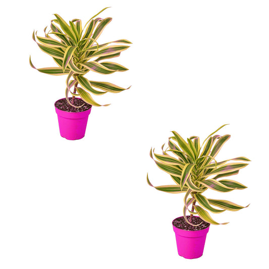 2 Pack Dracaena 'Song of India' in 4in Pot - Live Plants Tropical Houseplants | Variegated | USA Growers | The Snobby Leaf