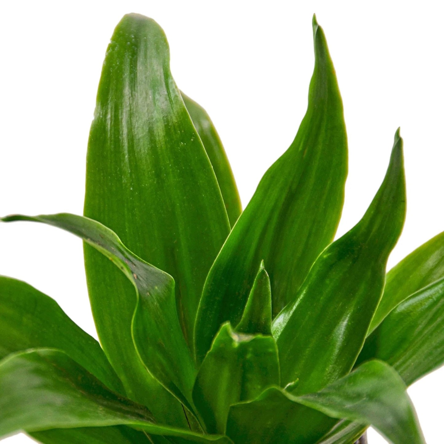 8 Pack Dracaena 'Janet Craig' in 3in Pot - Live Plants Tropical Houseplants | Variegated | USA Growers | The Snobby Leaf