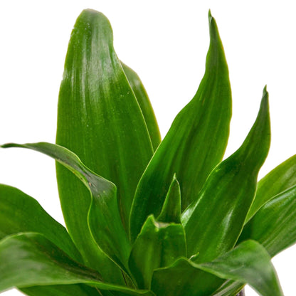 6 Pack Dracaena 'Janet Craig' in 3in Pot - Live Plants Tropical Houseplants | Variegated | USA Growers | The Snobby Leaf