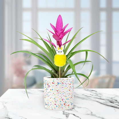 Green Circle Growers Pink Antonio Bromeliad in a 5" Terrazo Pot with Bunny Pick, Live Indoor Plants, House Plant