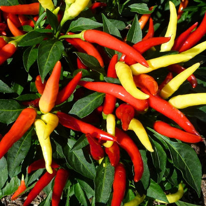 Pepper Plants Live for Planting, in 4" Pot, Hot Chili Pepper for Indoor and Outdoor Growing (Medium Hot Pepper)