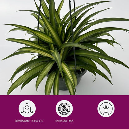 Live Hawaiin Spider Plant in Hanging Basket - Chlorophytum Comosum for Garden Home & Office Decor - Easy to Grow Air Purifying Houseplants Striped Foliage - Low Maintenance (1)
