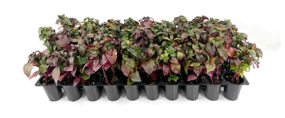 Alternanthera Little Ruby | 1 Live Plant | Alternanthera Dentata | Vibrant Foliage | Low Maintenance | Garden & Patio Decor | Fast Growing Groundcover | Outdoor Landscaping Shrub