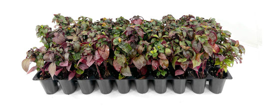 Alternanthera Little Ruby | 10 Live Plants | Alternanthera Dentata | Vibrant Foliage | Low Maintenance | Garden & Patio Decor | Fast Growing Groundcover | Outdoor Landscaping Shrub