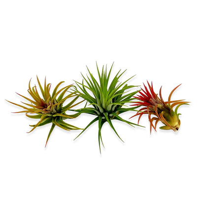 ragnaroc Air Plants Bulk - Tillandsia Ionantha Wholesale Pack, Regular 1-3" - 25ct - Live Arrival Guaranteed - House Plants for Home Decor & Gift