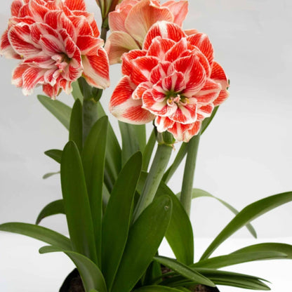 Amaryllis ‘Dancing Queen’ Bulb – Striking Double Red and White Blooms | Premium Outdoor Hippeastrum Variety, Easy-to-Grow Perennial Flower Bulb for Vibrant Summer and Garden Color Displays