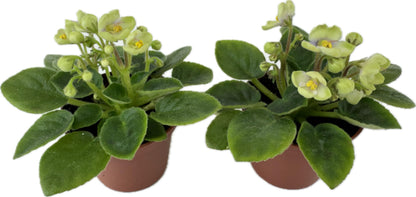 Mini African Violets (Optimara Little Trio - 2 Plants) (2" Pots)
