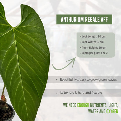 LEAL PLANTS ECUADOR Anthurium Regale AFF (Pack of 2) Live Tropical Houseplant for Air Purification | Elephant Ear Leaf Plant | Unique Gift for Plant Lovers
