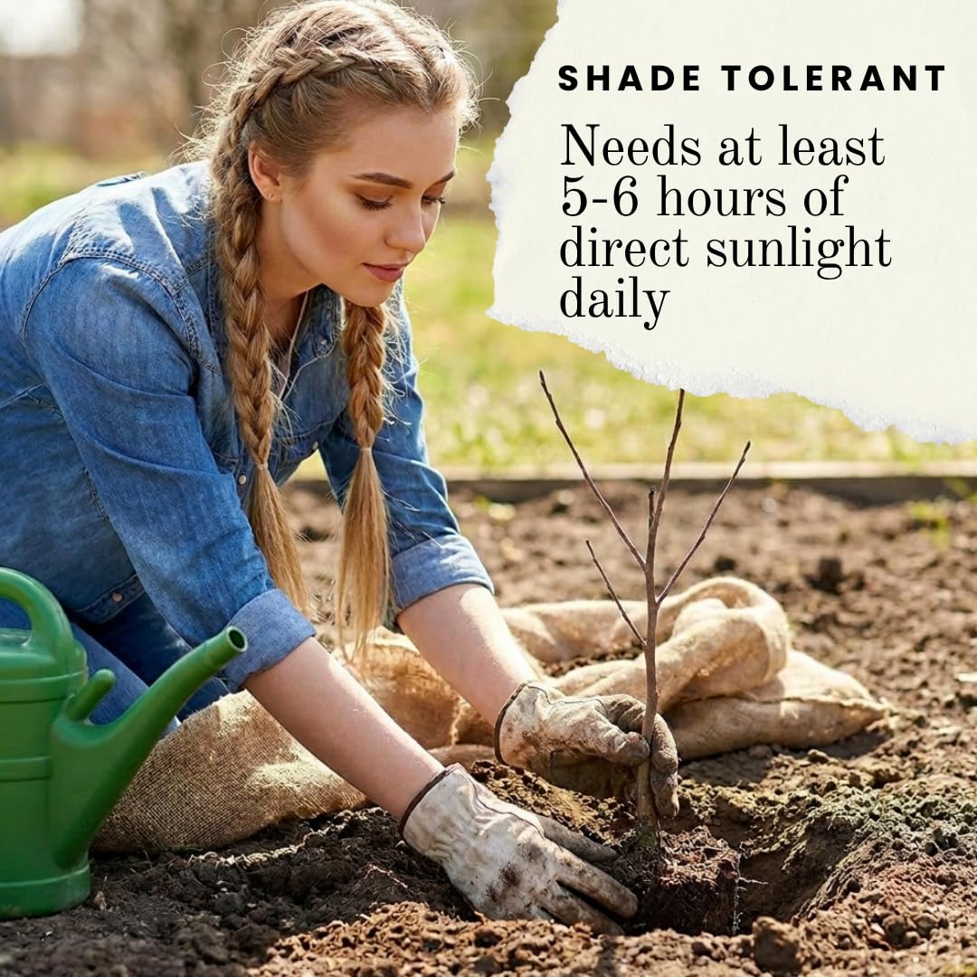 3 Black Currant Plants Live Seedlings | Edible Berry Bushes | Cold Hardy Fruit Shrubs | Outdoor Garden Planting | Backyard Landscaping (3 Seedlings)
