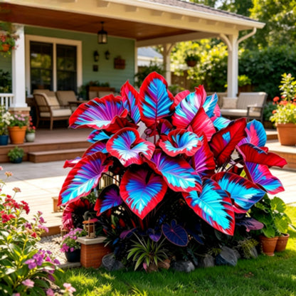 JWDSKT Black Leaves Elephant Ear in Sunlight Oversized Leaves Tropical Look for Patio Landscape-Excellent Display (6)