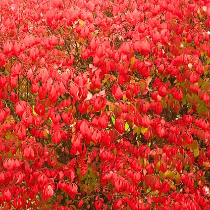 Dwarf Burning Bush Live Plant in Quart Pot, Red Burning Bush Shrubs for Outdoor Planting, 6 to 10 Inches Tall, Perennial Vibrant Bushes
