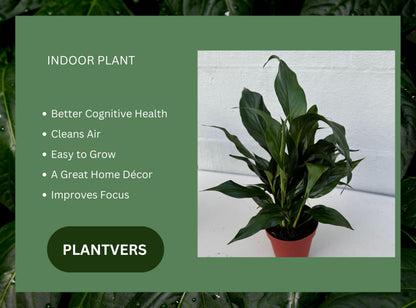 PLANTVERS Peace Lily in a 4” Grow Pot – Live Spathiphyllum – Flowering Air Purifying Plant – Easy Care & Low Maintenance Houseplant – Blooming Gift Plant (Peace Lily in a 4" Grow Pot)