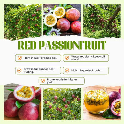 Passion Fruit Plant Live 4-7 Inch, Passionfruit Vine for Outdoor Garden, Tropical Climbing Vine for Trellis, Fence or Backyard Growing (Red Passionfruit)
