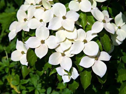 5 Kousa Dogwood Trees - 10-18" Tall Live Plants - White Ornamental Japanese Flowering Trees - Cornus kousa - (5 Pack)