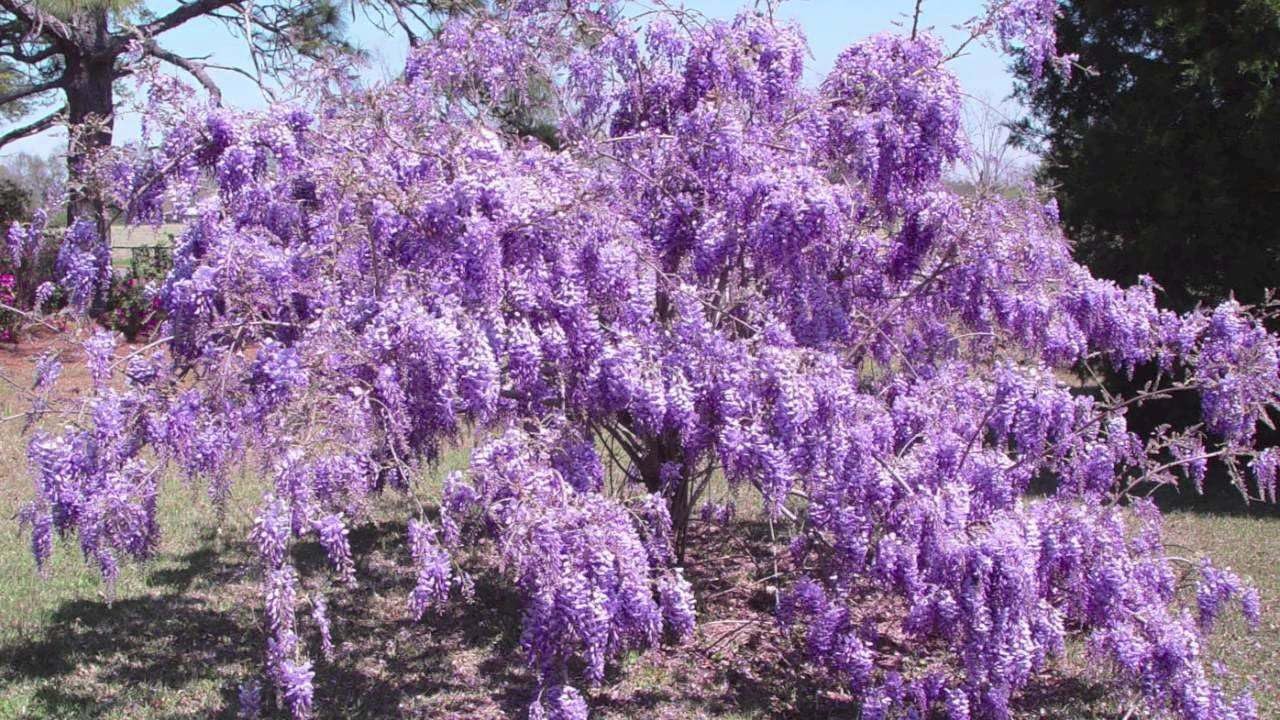 Live Plant - Purple Wisteria Tree - 6-12" Tall - Live Plant - 2.5" Pot - Wisteria sinensis