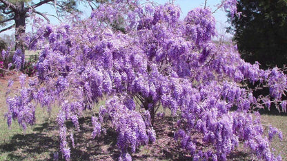 Live Plant - Purple Wisteria Tree - 6-12" Tall - Live Plant - 2.5" Pot - Wisteria sinensis