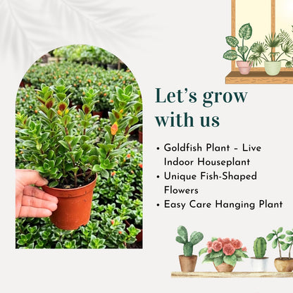 Tropical Goldfish Plant Live, 4" Potted Trailing Houseplant for Indoor or Patio Hanging