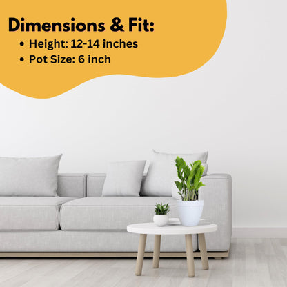 United Nursery ZZ Plant Live 10–14 inches Tall in 6 inch Plant Pot, Easy Care Low Light Indoor House Plant for Home and Office Decor
