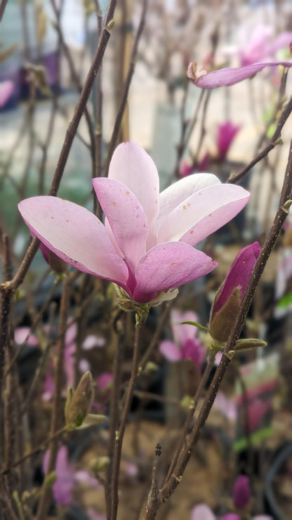 Live Plant from Green Promise Farms - Magnolia - liliflora Jane, #3 Gallon Size Container, Purple fragant Flowers - Does NOT Ship to AZ, CA, HI, ID, MT, NV, OR, PR, UT & WA!!