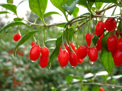 Live Goji Berry Plant, Goji Berry Rooted Ready to Plant, 4 to 10 Inc Tall Goji Bush Live