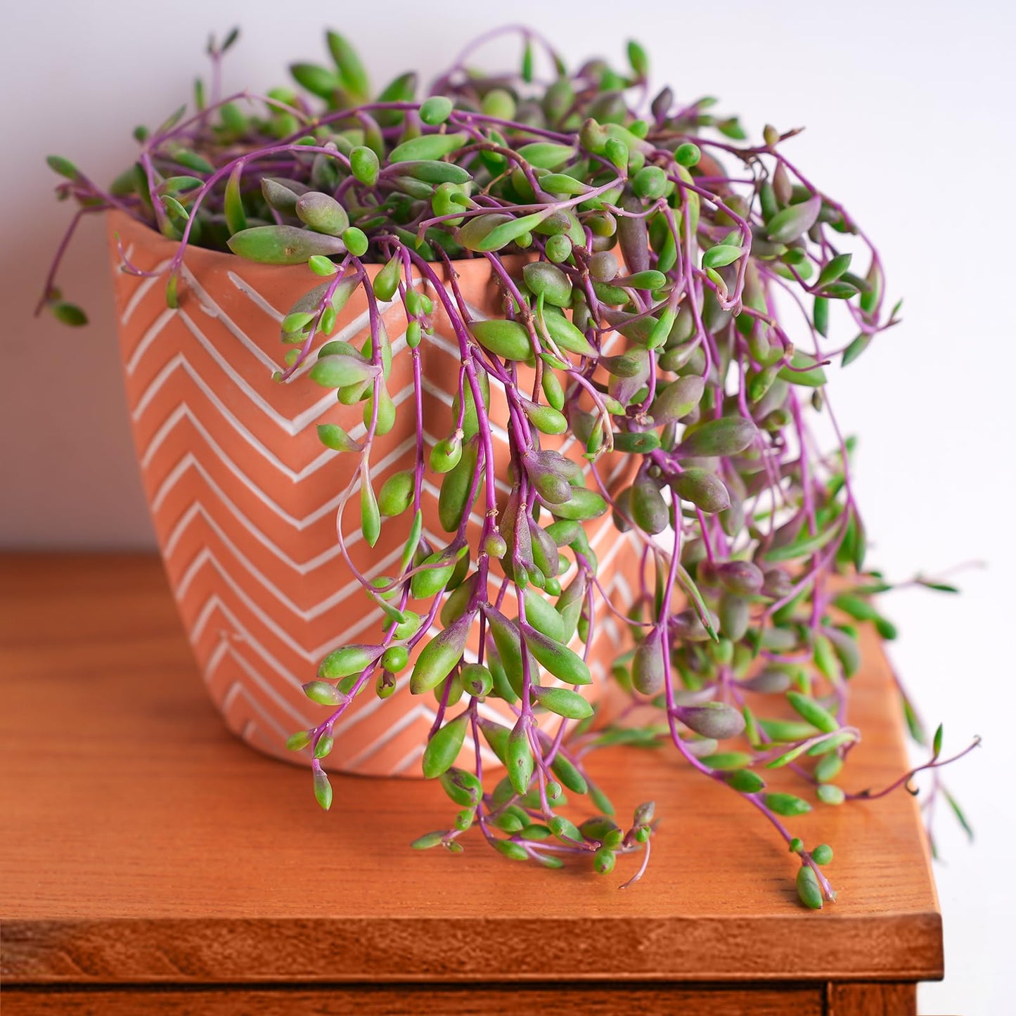 Sprout N Green 4" Ruby Necklace with White Stripe Pot, Live Othonna capensis L.H.Bailey Succulent, Purple Hanging Trailing House Plant for Home Office Wedding Decoration DIY Project Party Favor
