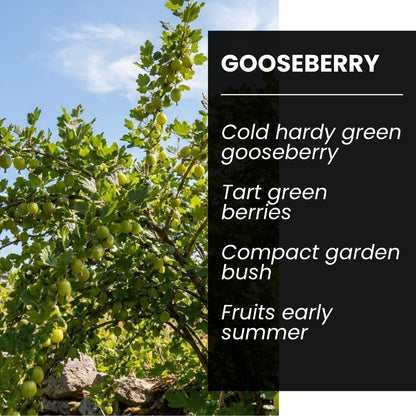 2 Sweet Gooseberry Bush Live Plants to Grow - Well Rooted, Edible Gooseberry Plant Live for Planting Home Garden (2 Plants)