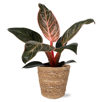 Green Circle Growers 5" Pink Bikini Plant in Seagrass Pot – Vibrant Live Houseplant for Home & Office Decor