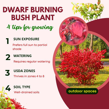 Red Burning Bush Shrub Live Plant, Dwarf Burning Bush Plant in Quart Pot, 6 to 10 Inches Height, Hardy Ornamental Shrubs for Outdoor Planting