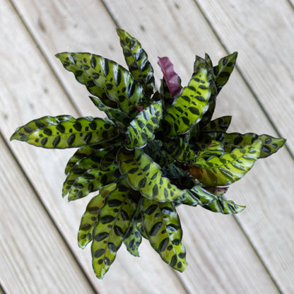 U UNITED NURSERY Live Calathea Rattlesnake Prayer Plant Goeppertia insignis Easy Care Plant Shipped in 6 inch Grower Pot