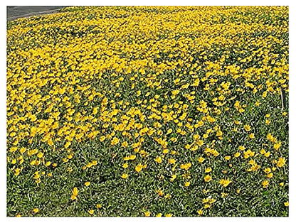 1200 Goldfields Seeds - Carpet of Low Growing Yellow Daisy Type of Wildflower for Sandy and Dry Clay Soils