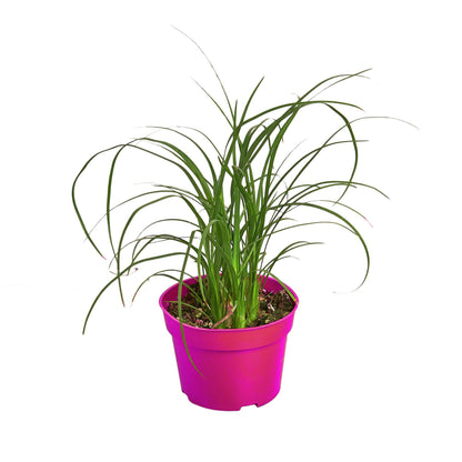 Palm Ponytail in 3in Pot - Live Plants Tropical Houseplants | Variegated | USA Growers | The Snobby Leaf