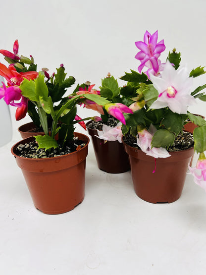 JM BAMBOO Christmas Cactus Party of 3 Plants -Unique Zygocactus Plants 4inch pots
