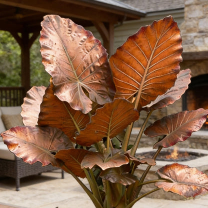 Hardy Elephant Ear Plant Bulbs | Tropical Colocasia for Home Garden & Outdoor Patio Landscaping (2)