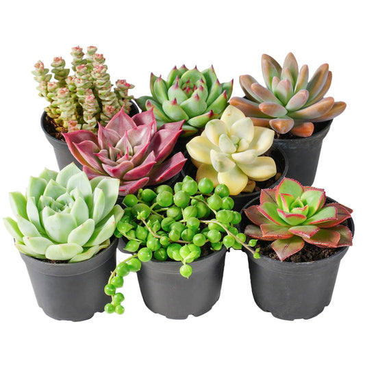 Sprout N Green Live Succulent Plants, 8 Pack Assorted Real Succulents Potted in 2" Starter Pot with Soil Mix, Rare Small Indoor House Plants for Home Garden Wedding Decor Party Favor